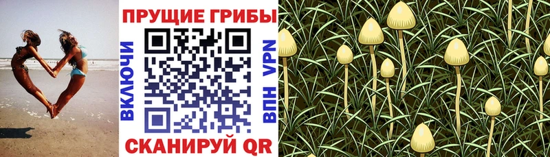 Галлюциногенные грибы мухоморы  Губаха 